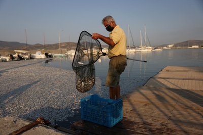 Negyvos žuvys Graikijos Volos uoste