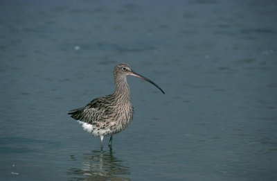 Laibasnapė kuolinga (lot. Numenius tenuirostris)