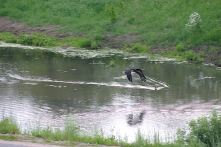 2010 - aisiais gyvenvietę aplankęs juodasis gandras