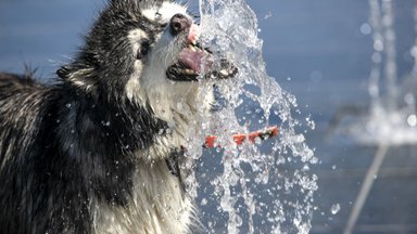 Veterinarijos gydytoja išskyrė 8 šunų tipus: jiems ši vasara bus pavojingiausia