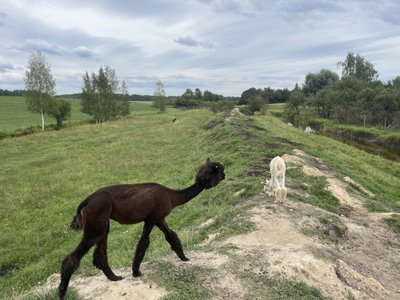 Safari parkas Anykščiuose