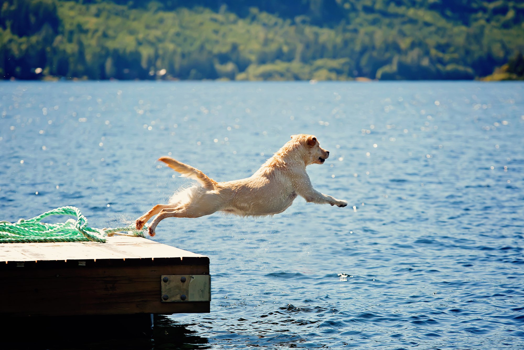 Eight Pet-Friendly Beaches in Lithuania Welcome Dogs This Summer