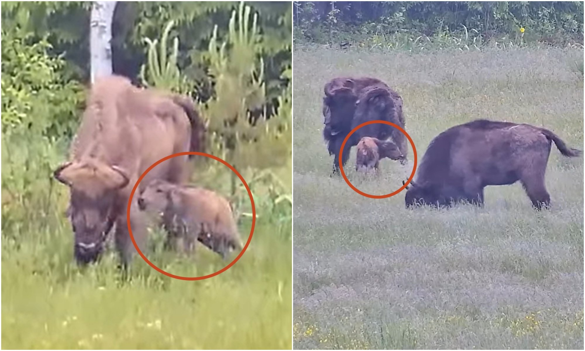 Dzūkija rejoices at rare birth: species once near extinction finds a new home in Lithuania