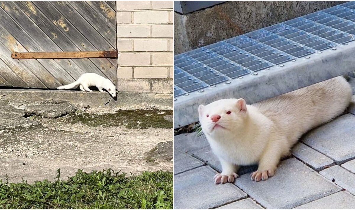 „Rinkos aikštės“ skaitytojas užfiksavo kanadinę audinę