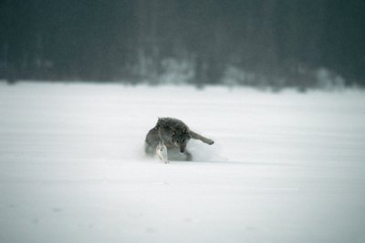 Natūralioje aplinkoje nuskausminamieji nenaudojami