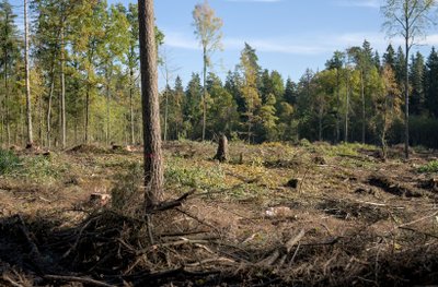 Medžių kirtimas Verkių regioniniame parke 