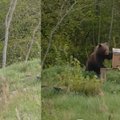 Sodyboje prie Ignalinos vidury baltos dienos šeimininkavo meška