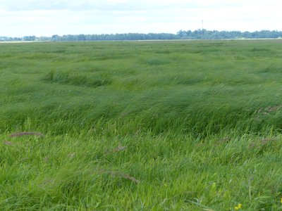 Viksvynų pievos dalgio ilgai nesulauks