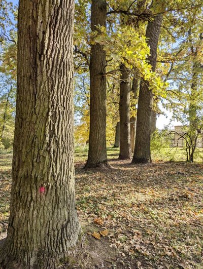 Nedaugelis miestų savo sudėtyje turi tikrų tikriausią mišką