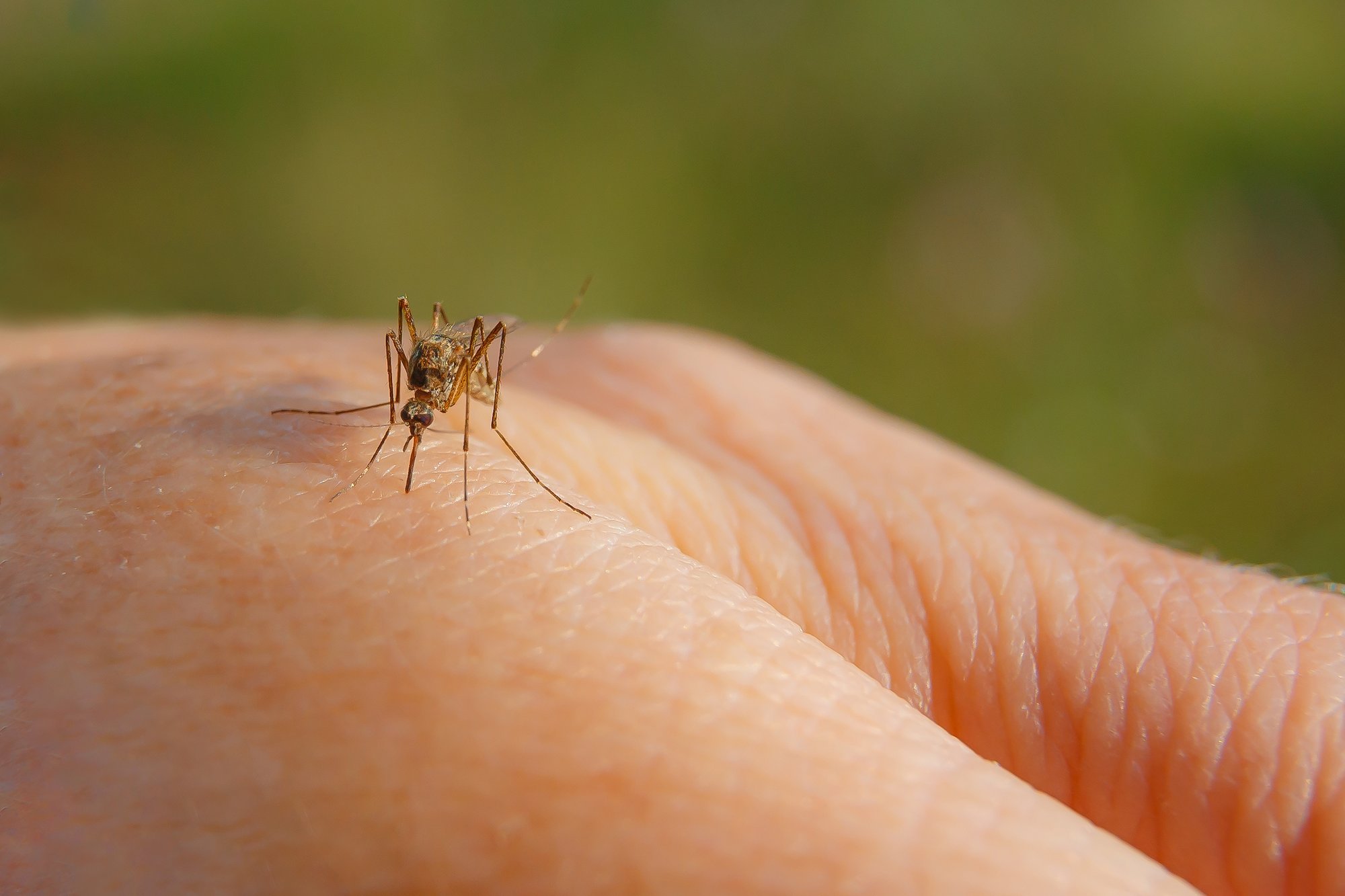Scientists determine why mosquitoes bite some people more than others