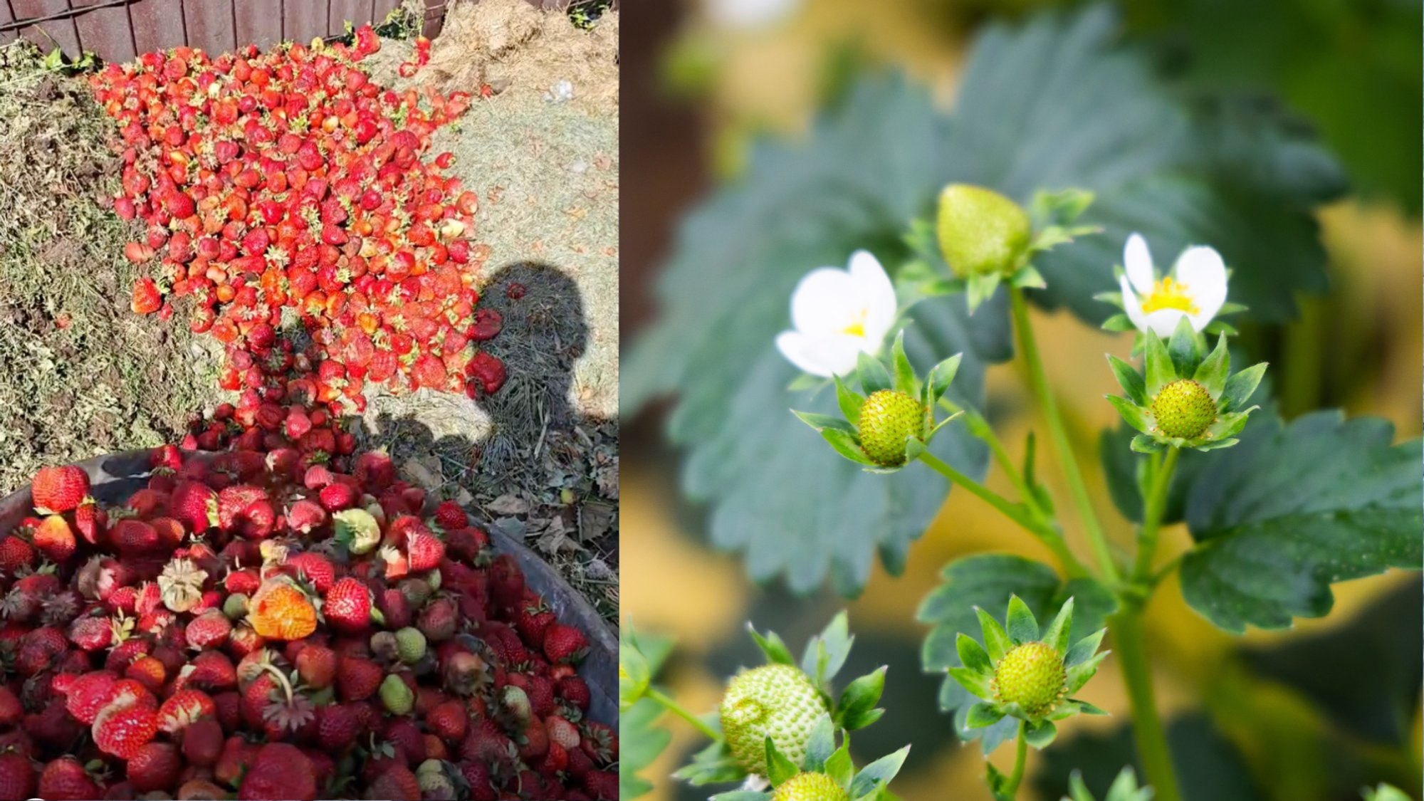 Farmers document what happened to strawberries: about 100 kilograms headed for the trash