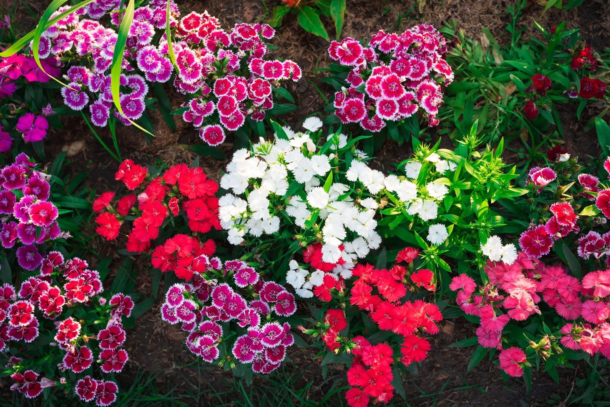 Gardener Identifies Best-Growing Carnation Varieties