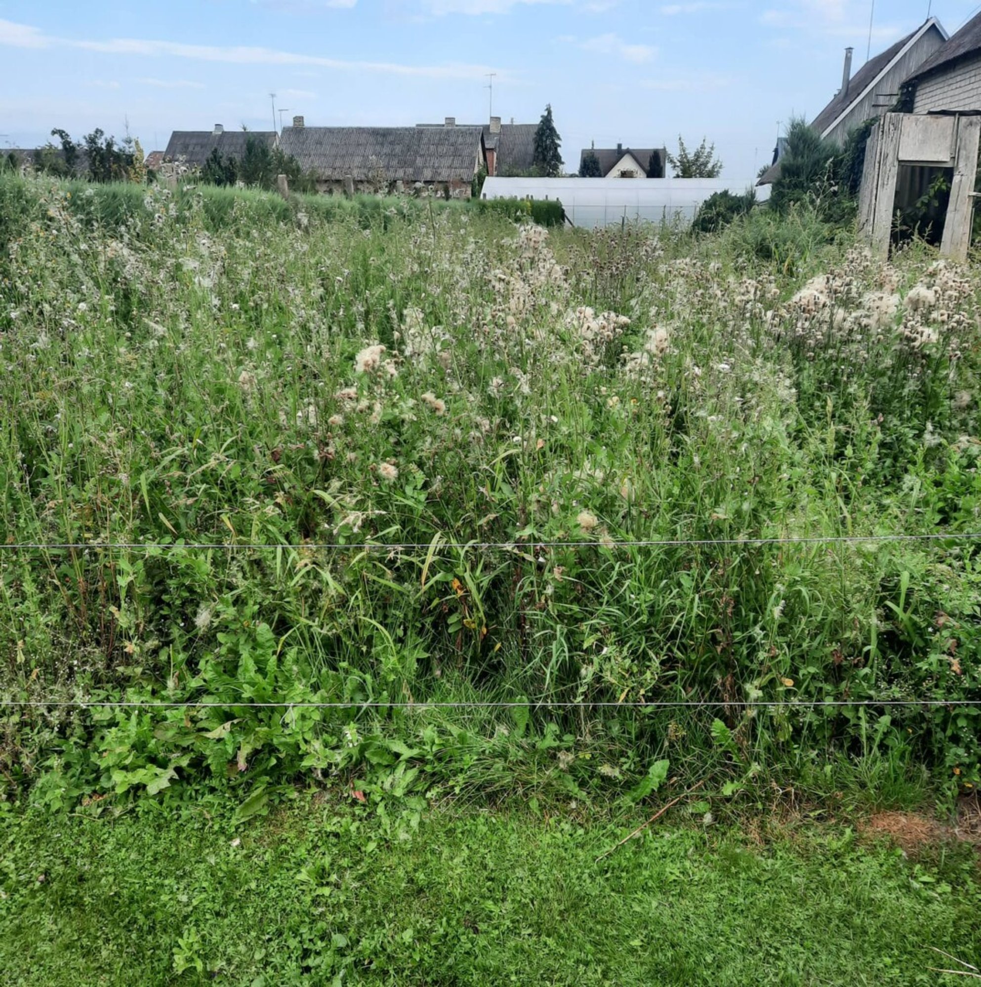 Over 30 neglected properties on Panevėžys's watch list; owners must clean up by August 1 or face higher taxes