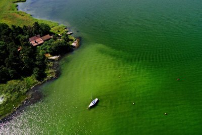 Dumblių žydėjimas Baltijos jūroje 