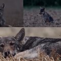 Фотограф поделился уникальными кадрами из жизни волчат: такое с близкого расстояния не увидишь