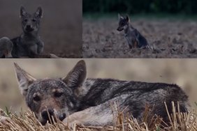 Gamtos fotografas pasidalijo unikaliais kadrais iš vilkiukų gyvenimo: to iš taip arti niekada neišvysi