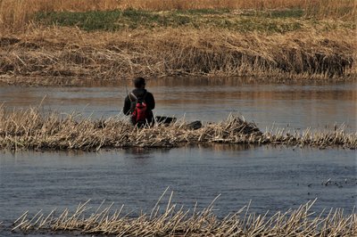 Žiobrių gaudymas Mūšoje