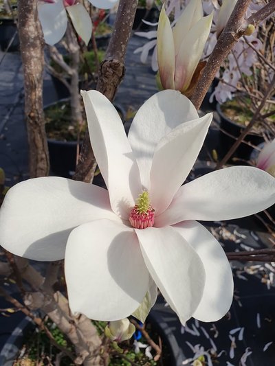 Magnolijos