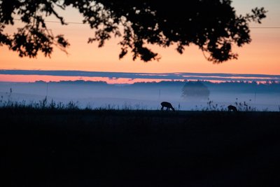 Elnių tuoktuvės