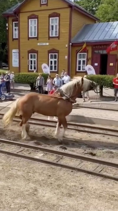 Arklys tempia siauruką