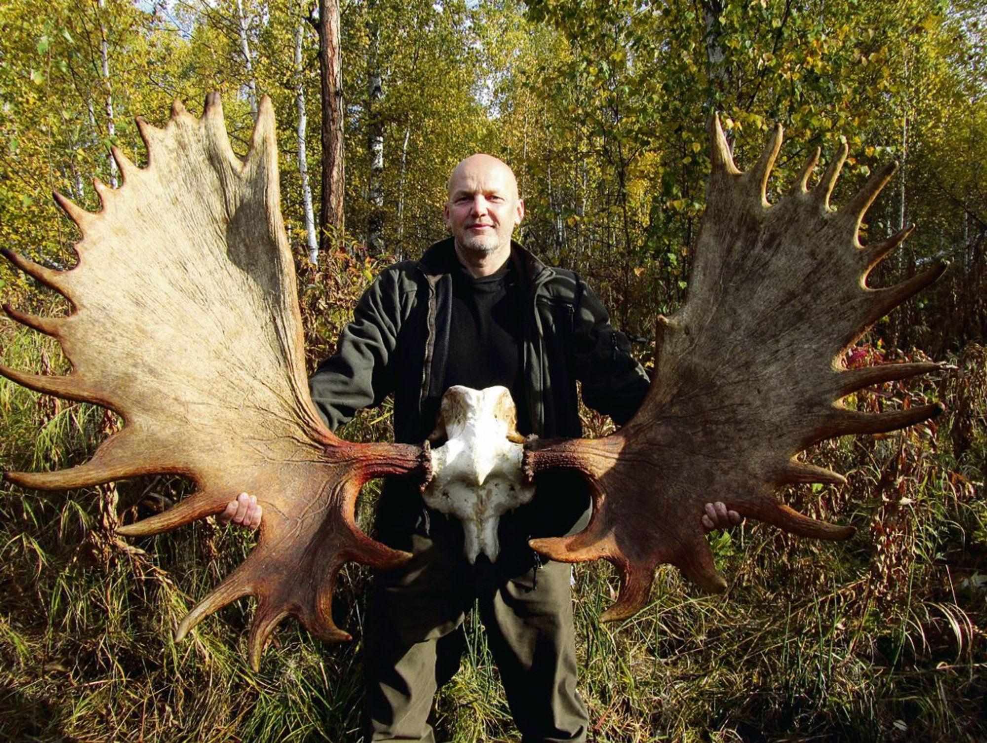 Большие лосиные рога. Самые большие рога лося. Трофейные рога лося. Лось с огромными рогами. Лось с огромными рогами.