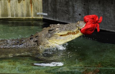 Briaunagalvis krokodilas kramto gautą dovaną zoologijos sode