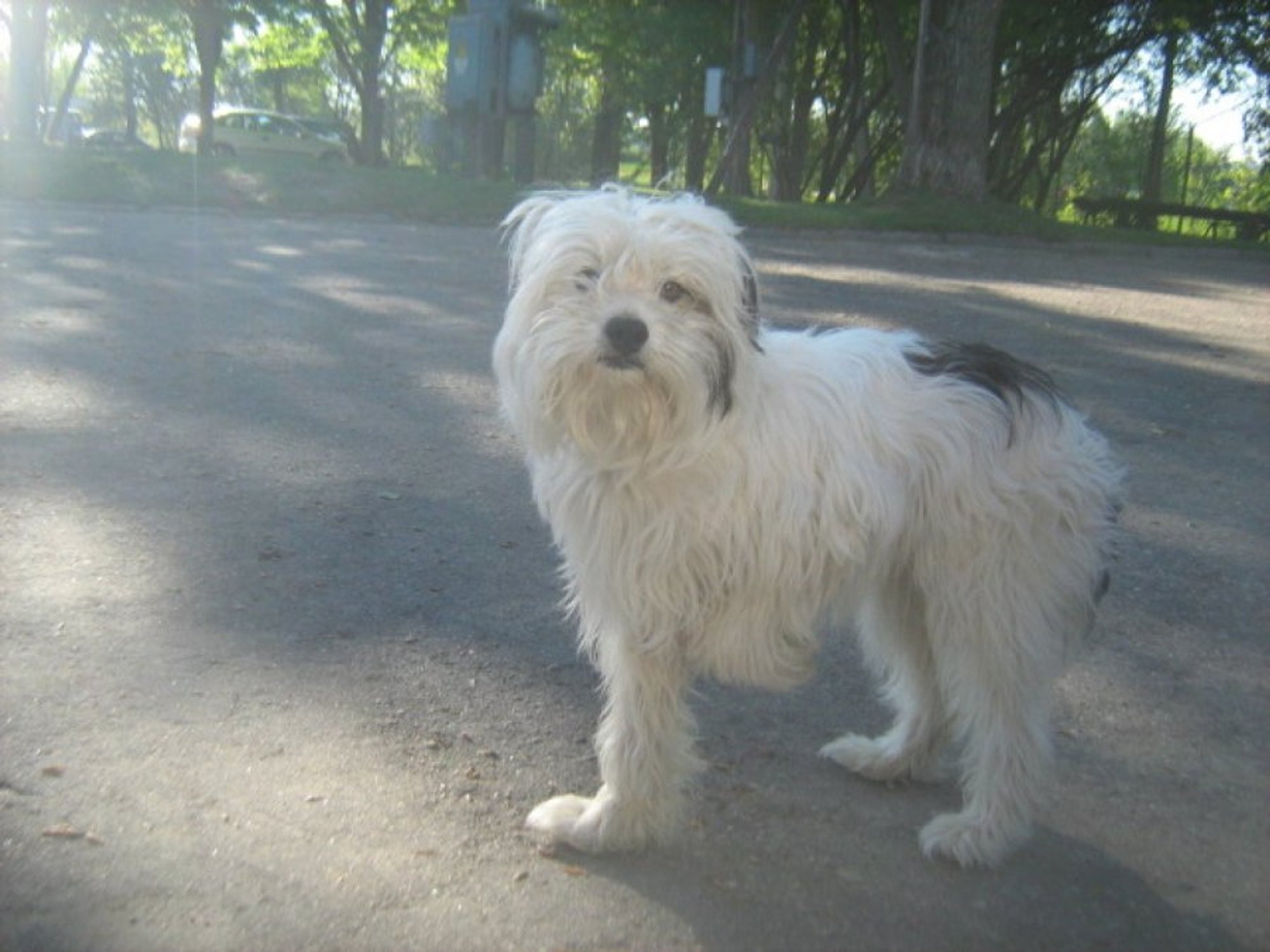 Rastas šuo: gal žinote, kieno tai augintinis? - Delfi kartu