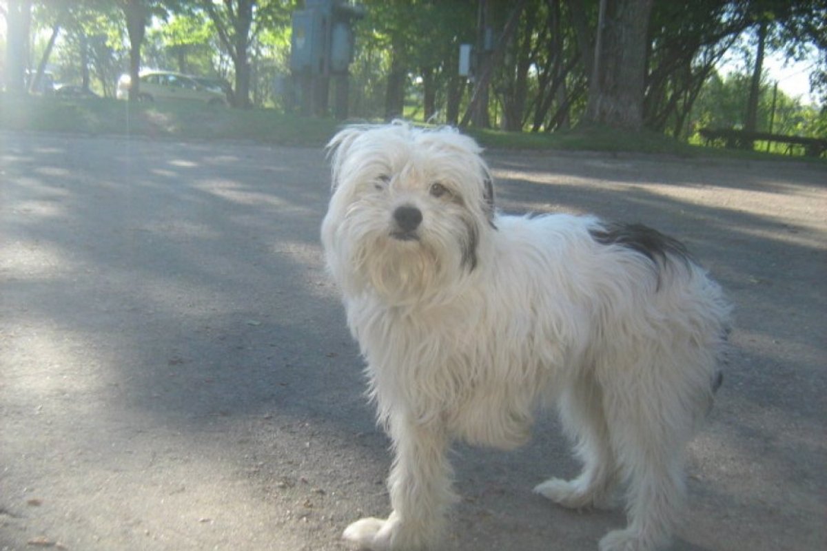 Rastas šuo: gal žinote, kieno tai augintinis? - Delfi kartu