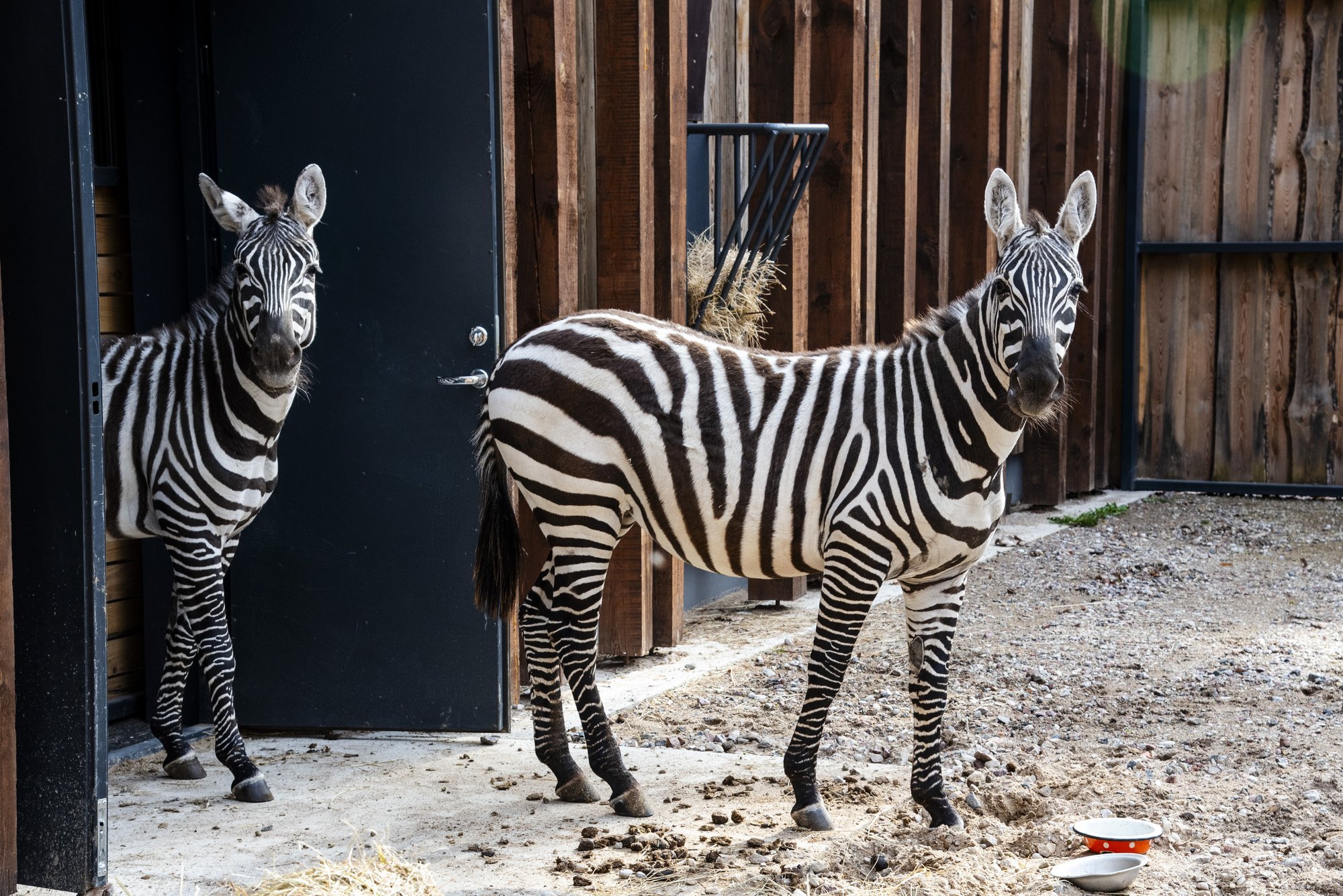 Į Lietuvos zoologijos sodą sugrįžo ilgai lauktas gyvūnas – saugomą rūšį ...