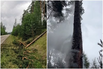 Žaibas trenkė į medį Lauryno Rudoko ir Michail Jelesin nuotr. 