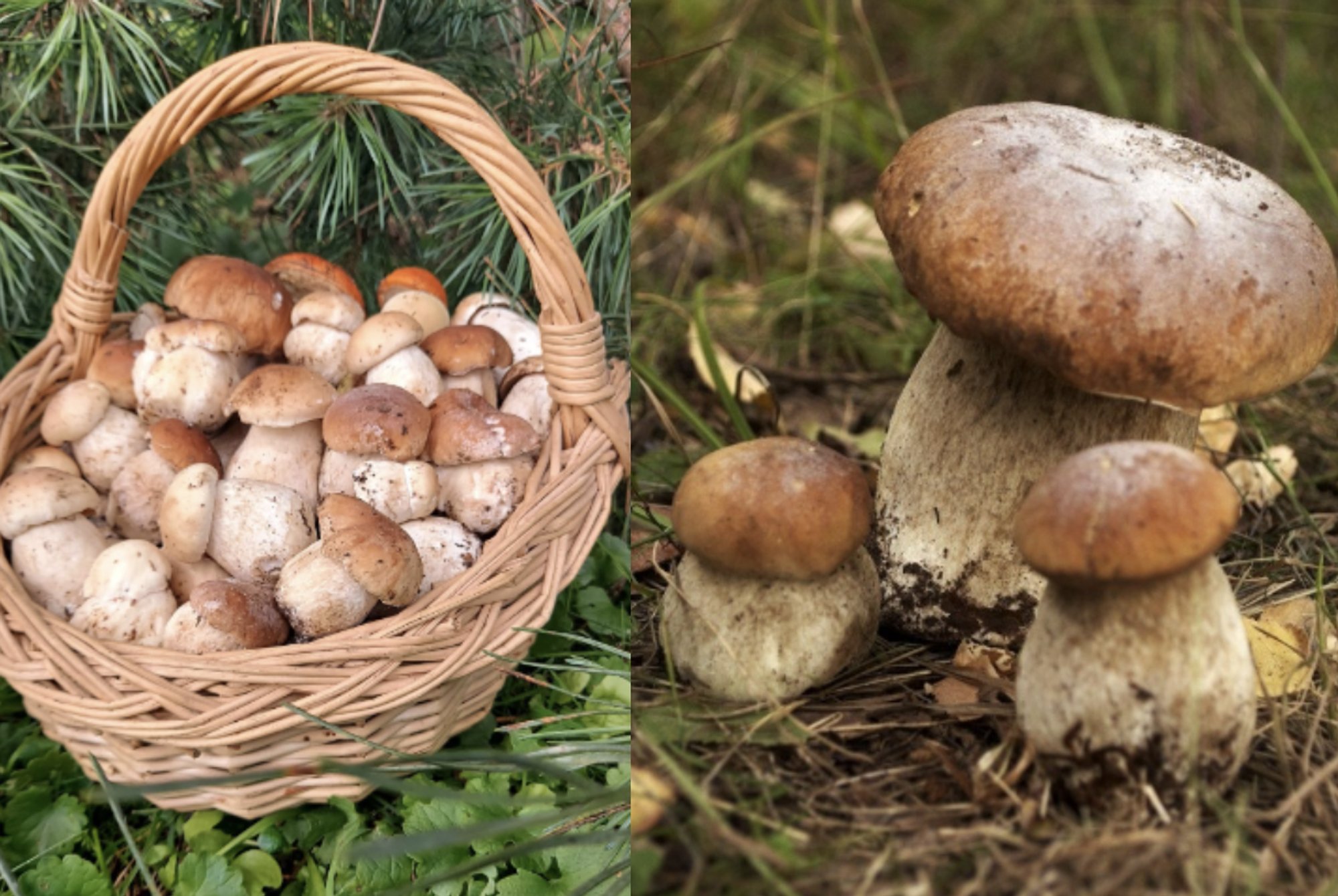 Lithuania's Internet Buzzes With Mushroom Photos Amid Regional Scarcity