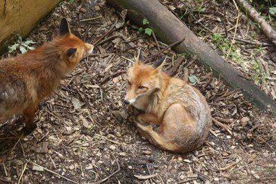 Gyvūnai zoologijos sode