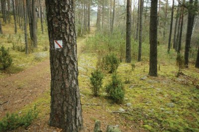 Toli gražu ne visi savininkai geba pasirūpinti turimais miškais 