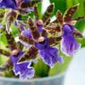 Orchidėjos vėl sužydės – sodininkai rekomenduoja paprastą tirpalą