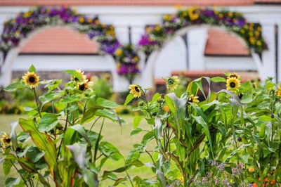 „Gėlių, meno ir meilės festivalis”