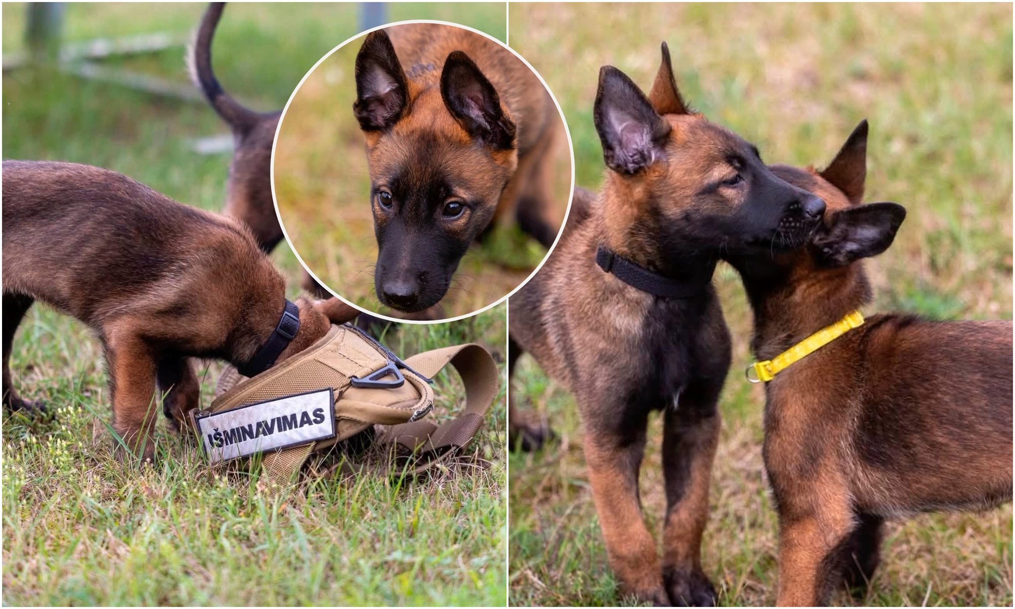 Puppy recruits start training as bomb-sniffing dogs in Lithuania