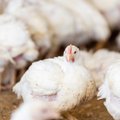 Paukštiena, užauginta be antibiotikų – ar tikrai suprantame, ką tai reiškia?
