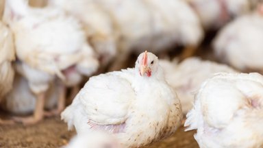 Paukštiena, užauginta be antibiotikų – ar tikrai suprantame, ką tai reiškia?