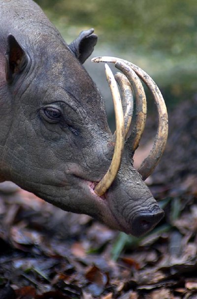 Babirusa / noah12345678987654321 nuotr.