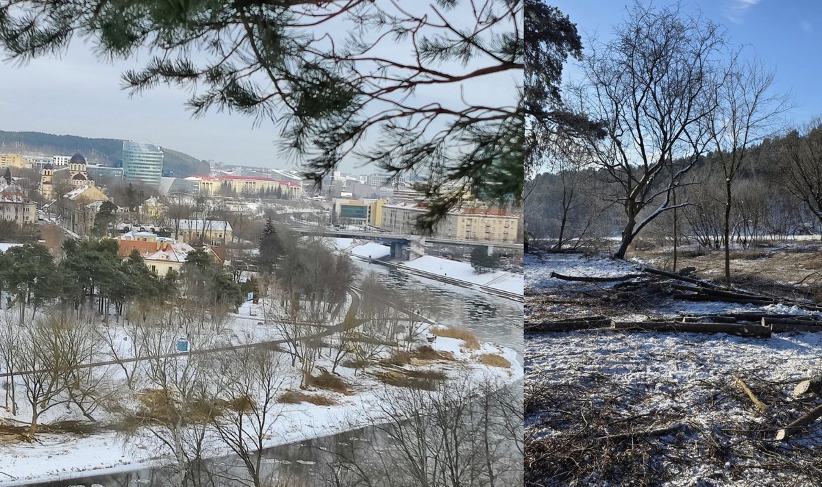 Vilniuje kertami medžiai