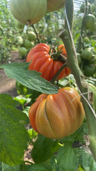 Rositos Liubomirskienės šiltnamyje užaugę pomidorai