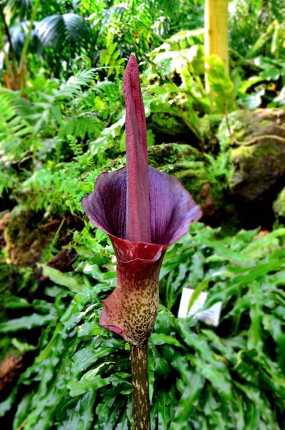 Leopardinis amorfofalas (Amorphophallus konjac)