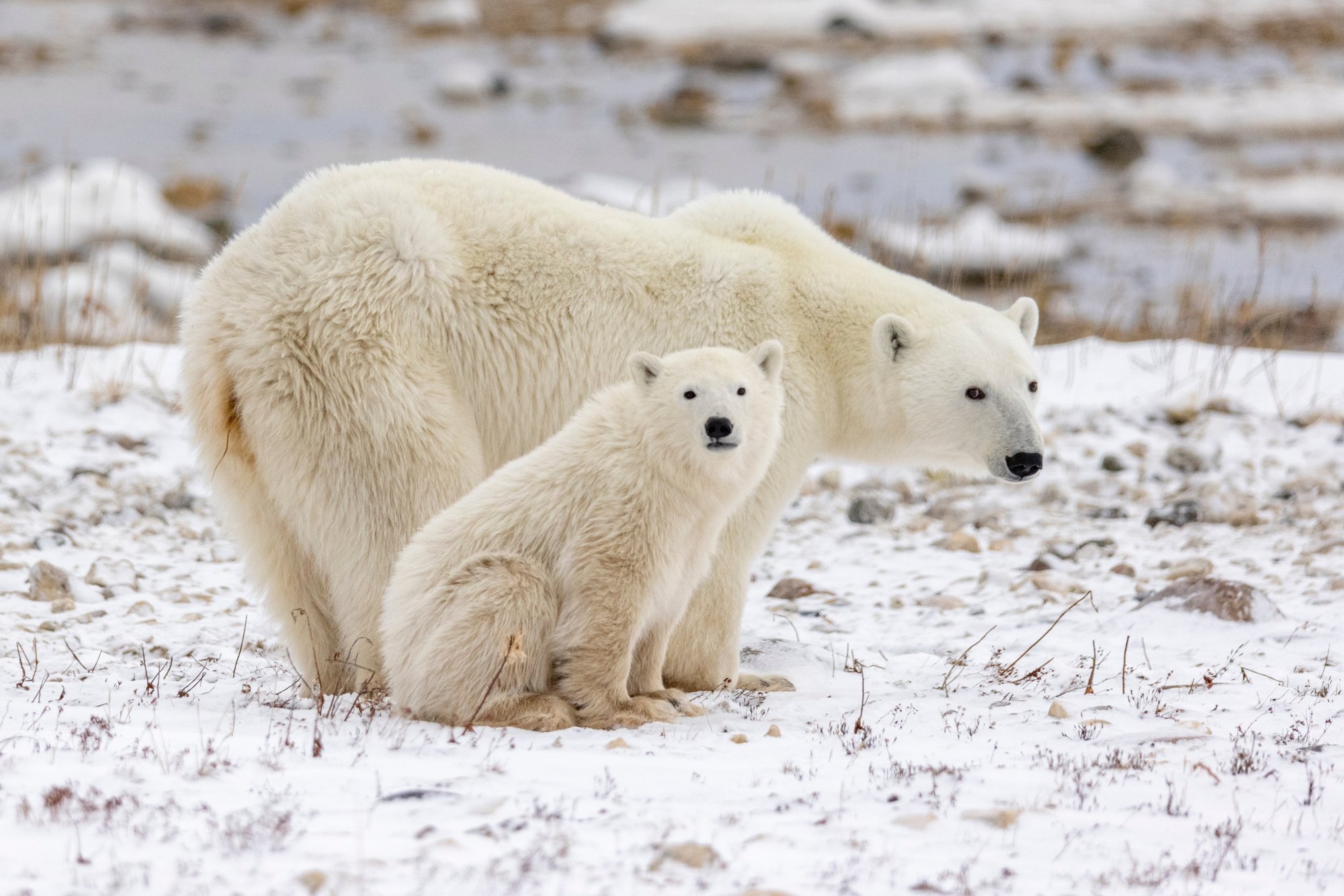 Do Not Provoke a Sleeping Bear – You May Pay Dearly in the Arctic