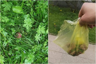 Baltupiuose rasti užnuodyti mėsos gabalėliai