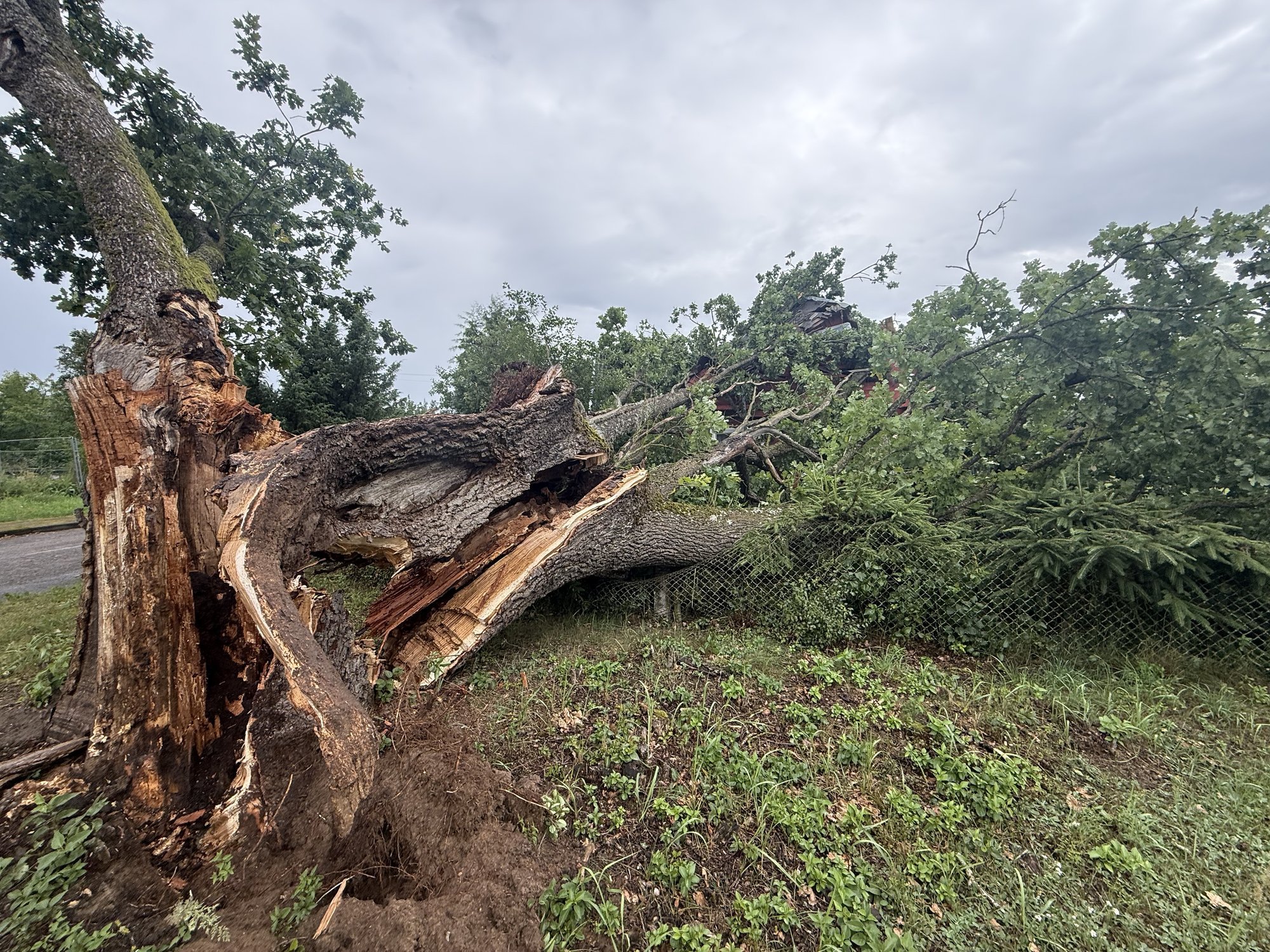 Protected Oak Tree Falls on House in Varėna District During Storm