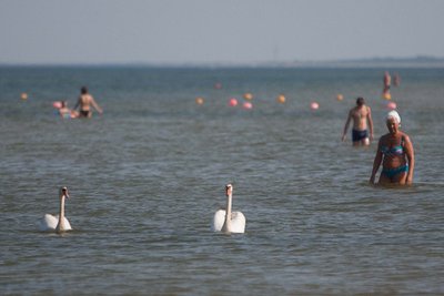 Išsimaudę šalia laukinių paukščių netrukus galite pajusti cerkarinio dermatito požymius