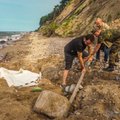 Neįtikėtinas radinys Lietuvos pajūryje: iškasta mamuto iltis