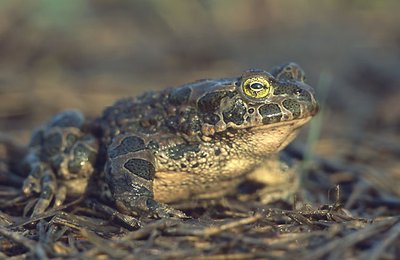 Bufo viridis - žalioji rupūžė