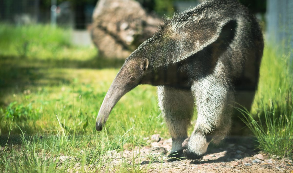 Lietuvos zoologijos sodo gyvūnai