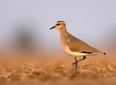  Stepinė pempė (lot. Vanellus gregarius) /(CC BY-SA 3.0)